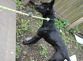 Mastiff cross collie