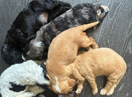 Cockapoo puppies