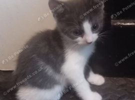 3 kittens