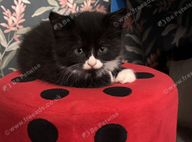 Maincoon x BSH