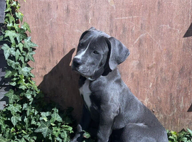 Cane corso 12 weeks