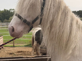 Big cremello  filly