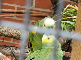 Breeding pair Blue-Fronted Amazon