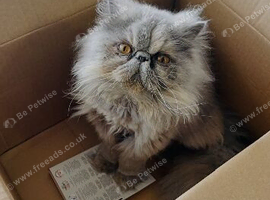 Pedigree Persian Female