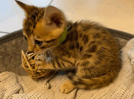 BEAUTIFUL BENGAL KITTENS SEEKING THEIR FOREVER HOMES