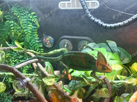 Male chameleon 1 year old with enclosure and accessories