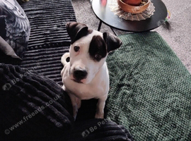 Akita x bullmastiff