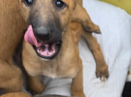 Pure Belgian malinois