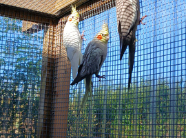 5 x semi tame cockatiels