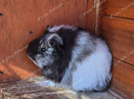 Beautiful fluffy texel guinea pigs