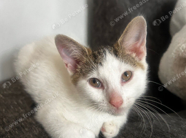 1 Female Kitten