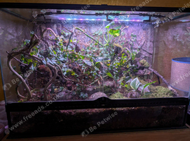 Bumblebee poison dart frogs x 2 and Vivarium
