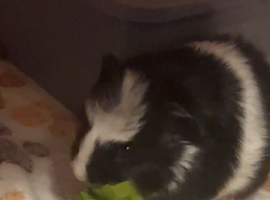 baby guinea pigs