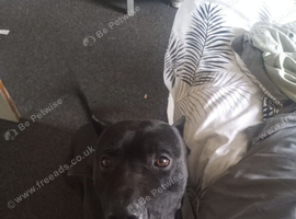 Black cane corso