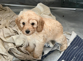 Cockerpoo puppies