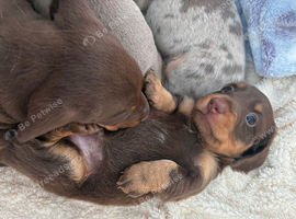 Gorgeous Miniature Dachshunds