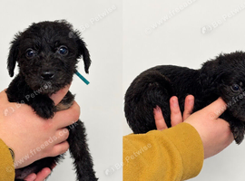 Bedlington x whippet pup