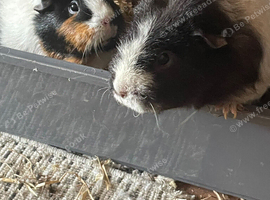 Guinea pigs for sale with cage
