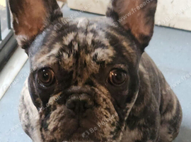 French bulldog available