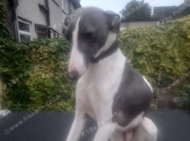 Blue white whippet for stud