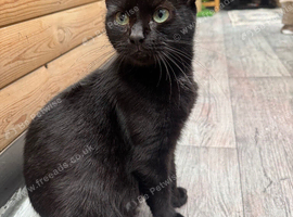 4 YEAR OLD FEMALE CAT