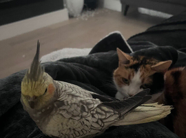 Lost Cockatiel
