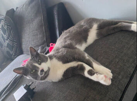 Blue and white male cat