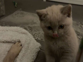 X2 beautiful short haired kittens 11 weeks old