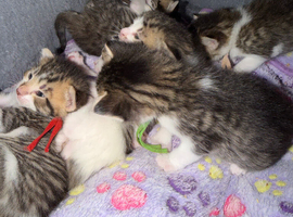 Tabby kittens