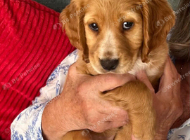 Cocker spaniel for sale