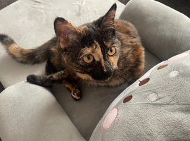 6 month old kitten for rehoming