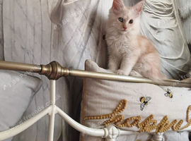 Ready Now- Full Male Maine Coon
