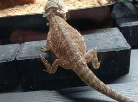 Male Bearded Dragon.