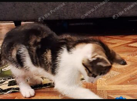 Kitten