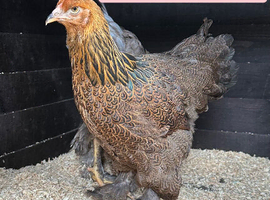 Large Fowl Brahma and faverolle hens