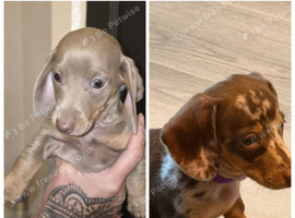 AMAZING MINIATURE DACHSHUND PUPPIES