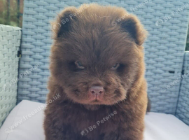 Quality chow chow puppies