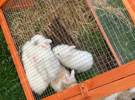Pure lionhead bunnies