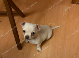 Beautiful be more Barry pup