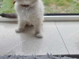 Ragdoll Kittens