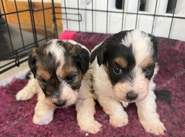 Stunning Health tested f1 jackapoo puppies