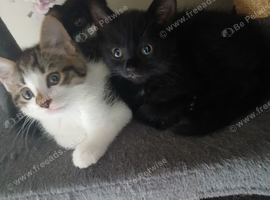 4 Beautiful Kittens
