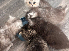 Persian mix kittens ready next week