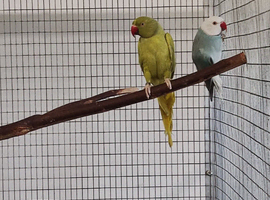 Ringnecks