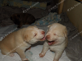 Chowdaneski puppies!
