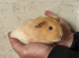 2 boar guinea pigs