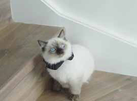 ragdolls available for loving families now