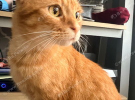 Ginger neutered male age 2