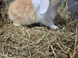 Mini lops 8 week old ready for new homes now