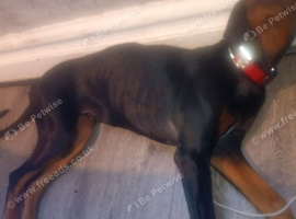 Doberman 8 months old
